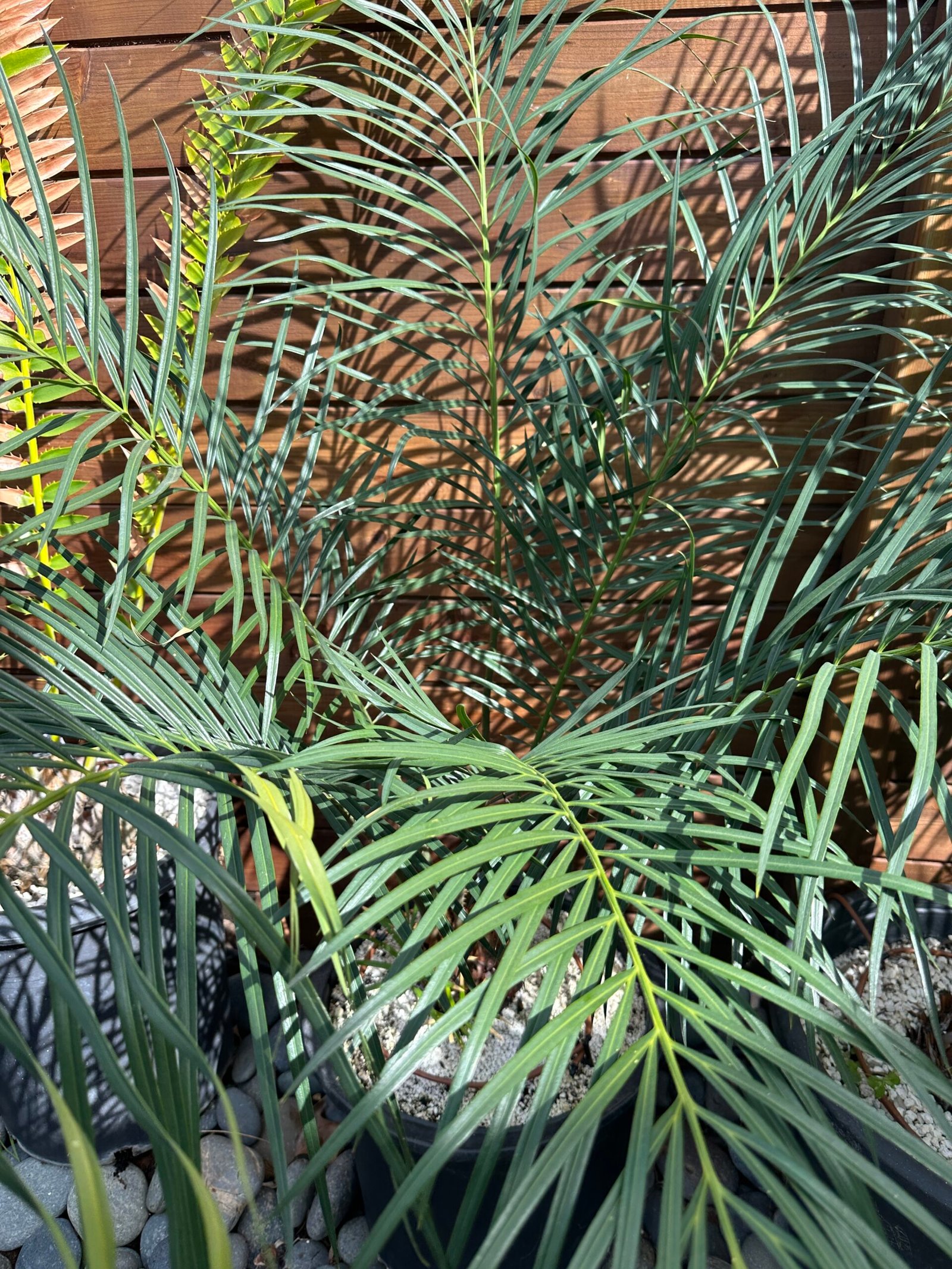 Cycas revoluta X debaoensis - 5" caudex with (1) pup (multipinnate form)