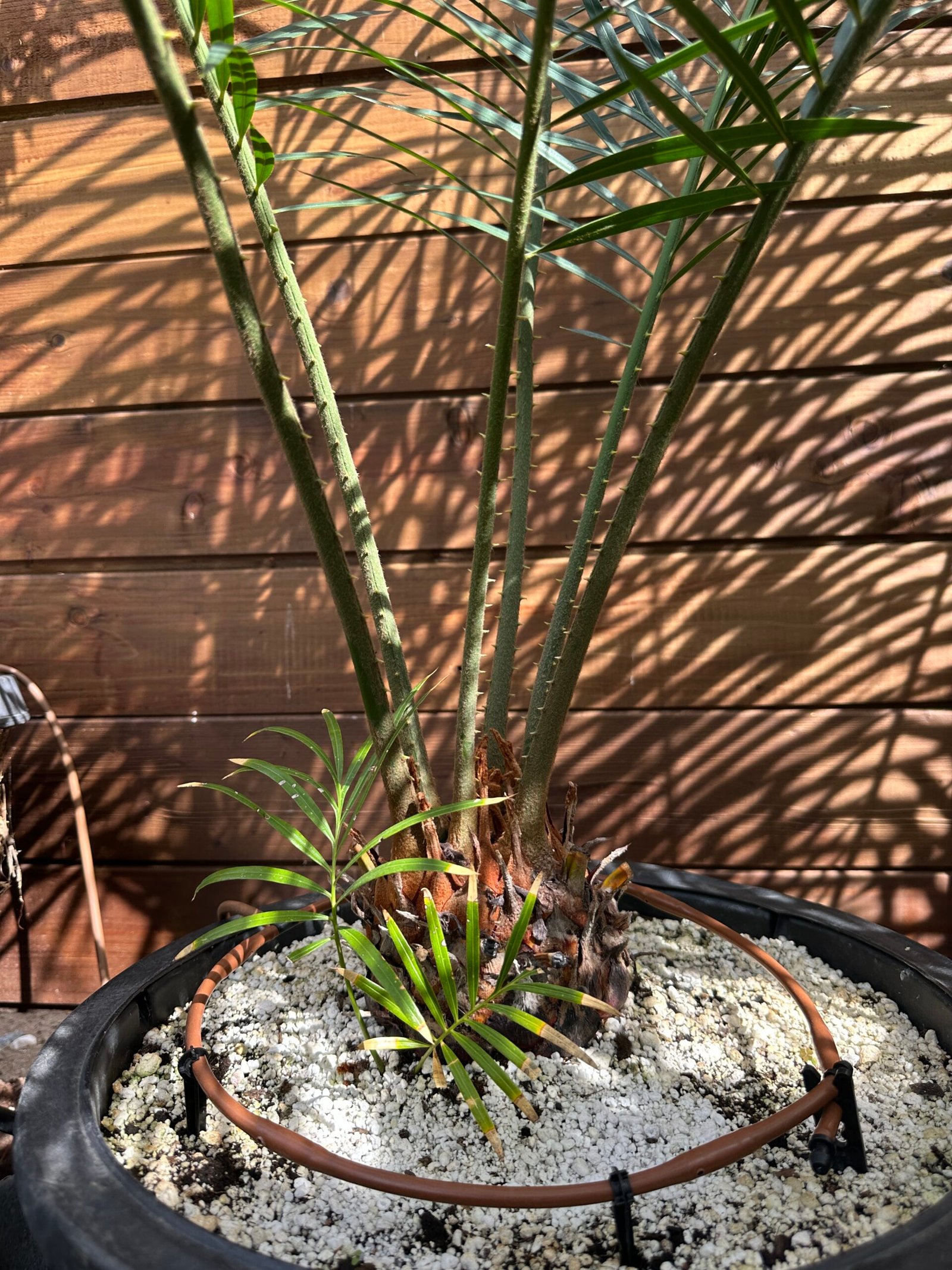 Cycas revoluta X debaoensis - 5" caudex with (1) pup (multipinnate form) - Image 6