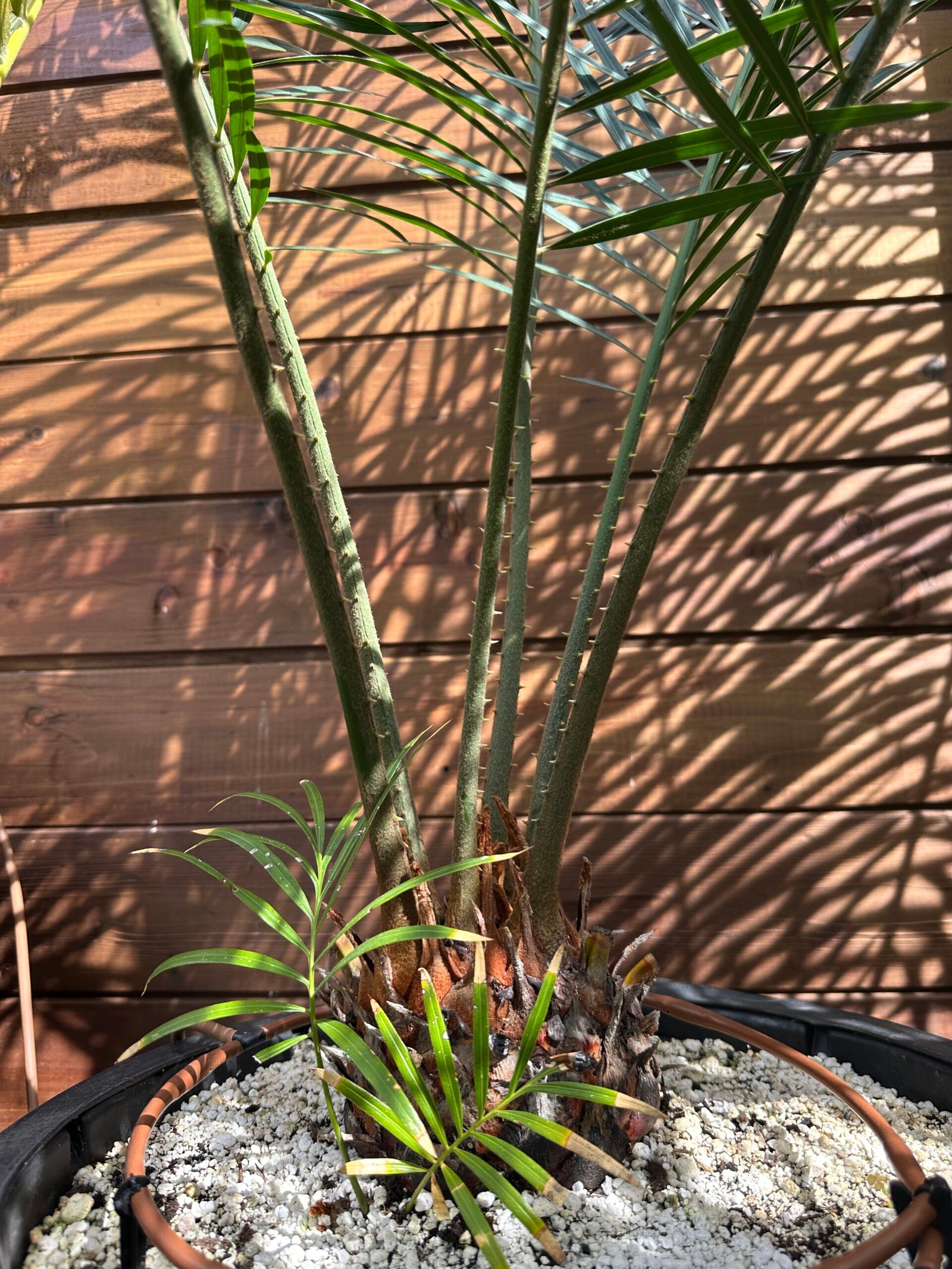 Cycas revoluta X debaoensis - 5" caudex with (1) pup (multipinnate form) - Image 5