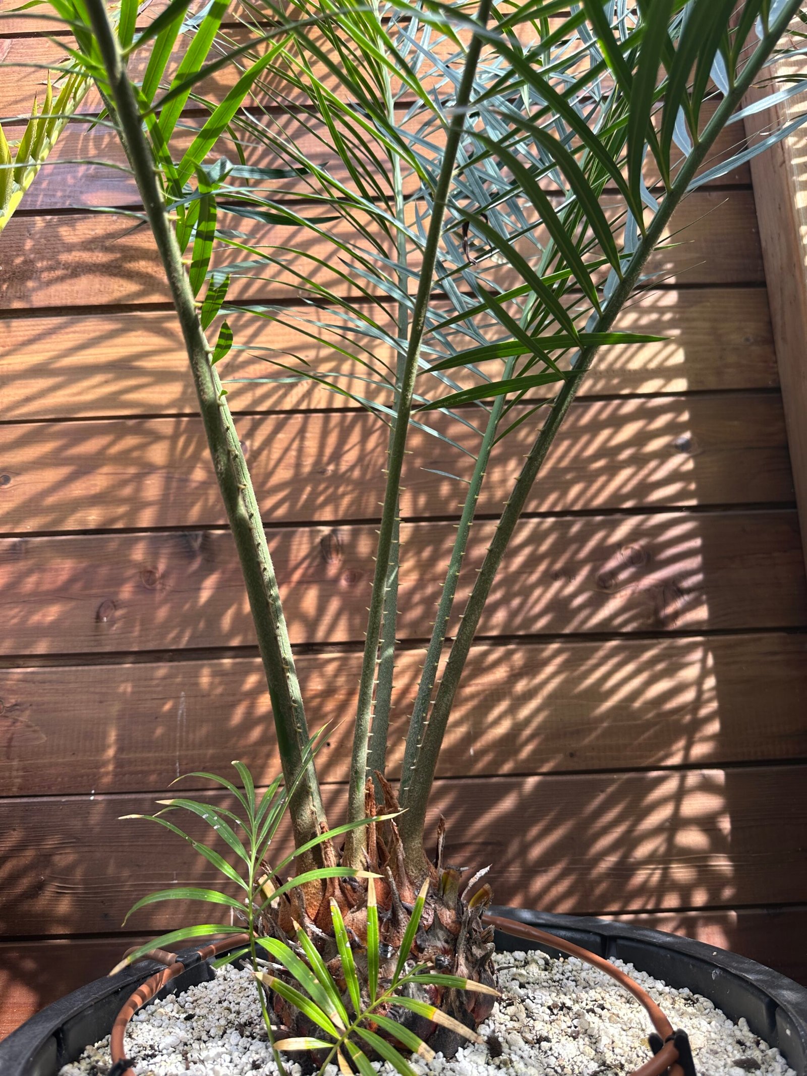 Cycas revoluta X debaoensis - 5" caudex with (1) pup (multipinnate form) - Image 4