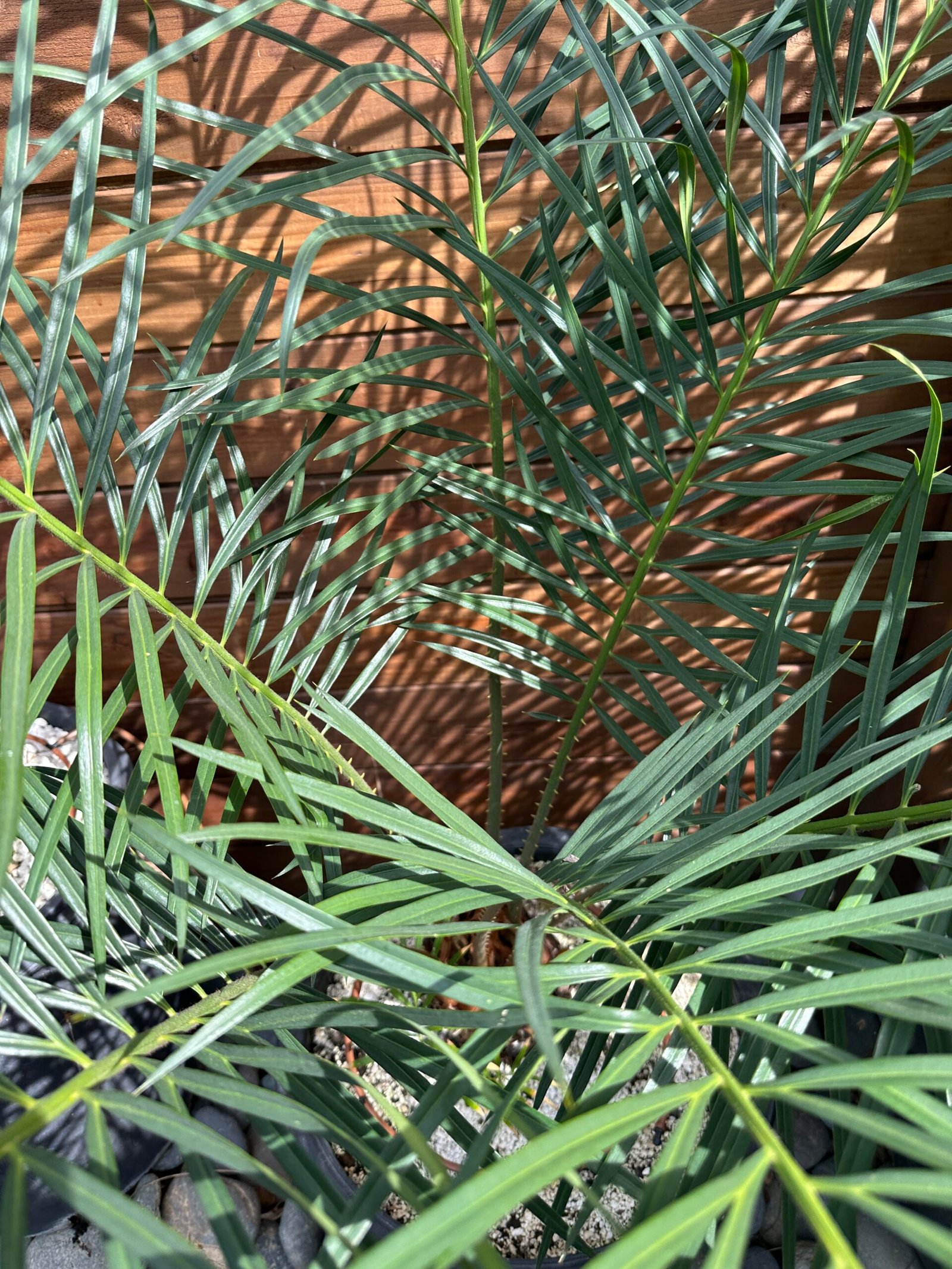 Cycas revoluta X debaoensis - 5" caudex with (1) pup (multipinnate form) - Image 3