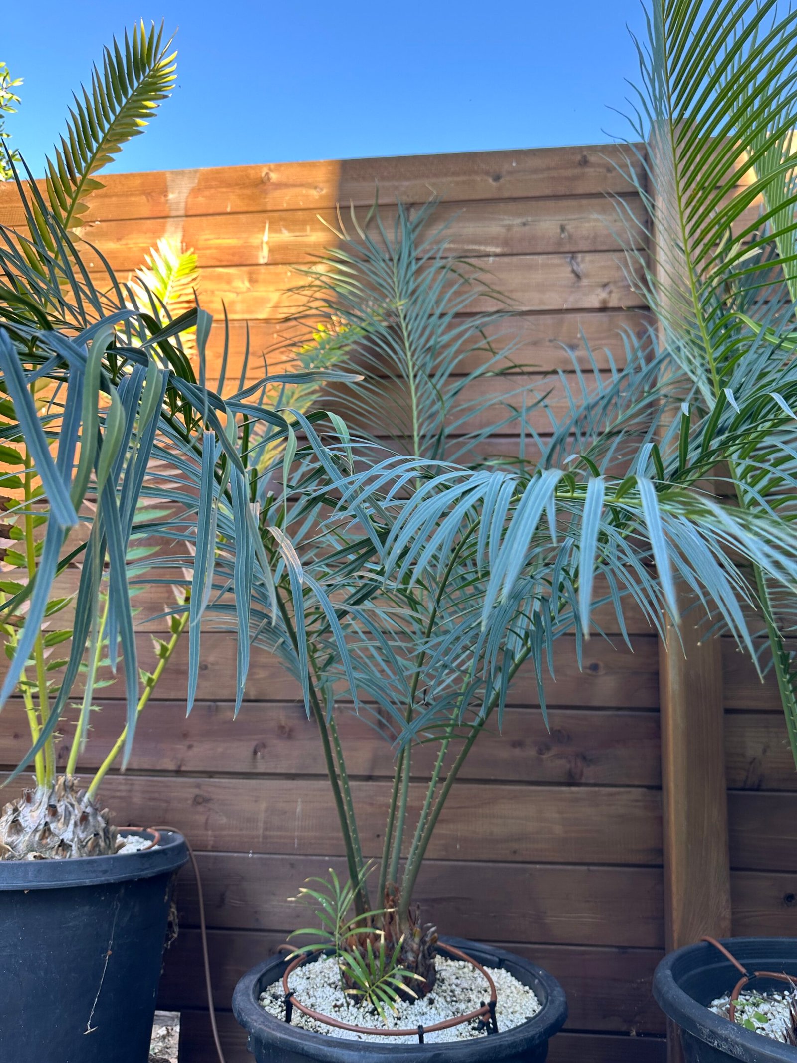 Cycas revoluta X debaoensis - 5" caudex with (1) pup (multipinnate form) - Image 7