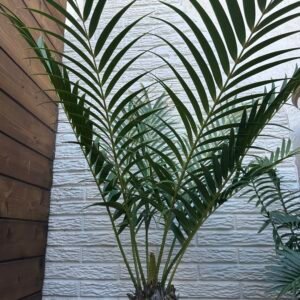 Ceratozamia mexicana  - MATURE CONING SPECIMEN