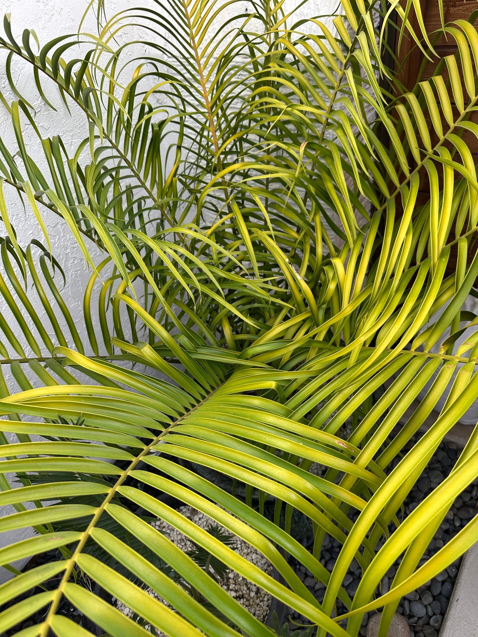 Ceratozamia fuscoviridis - LARGE SPECIMEN 10" caudex - Image 4