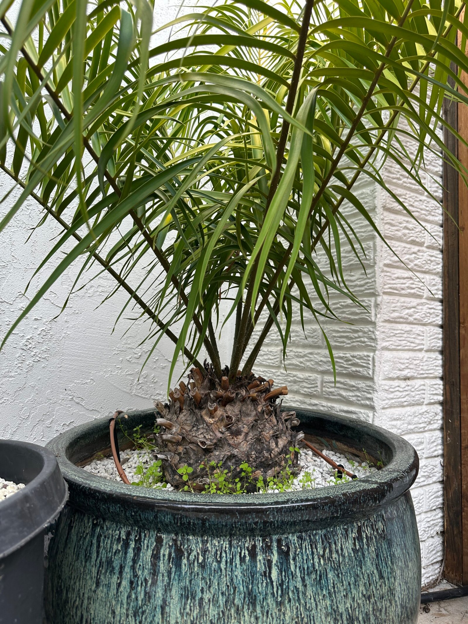 Ceratozamia fuscoviridis - LARGE SPECIMEN 10" caudex - Image 5