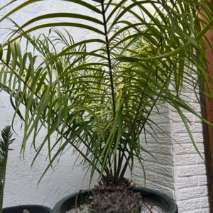 Ceratozamia fuscoviridis  - LARGE SPECIMEN 10" caudex