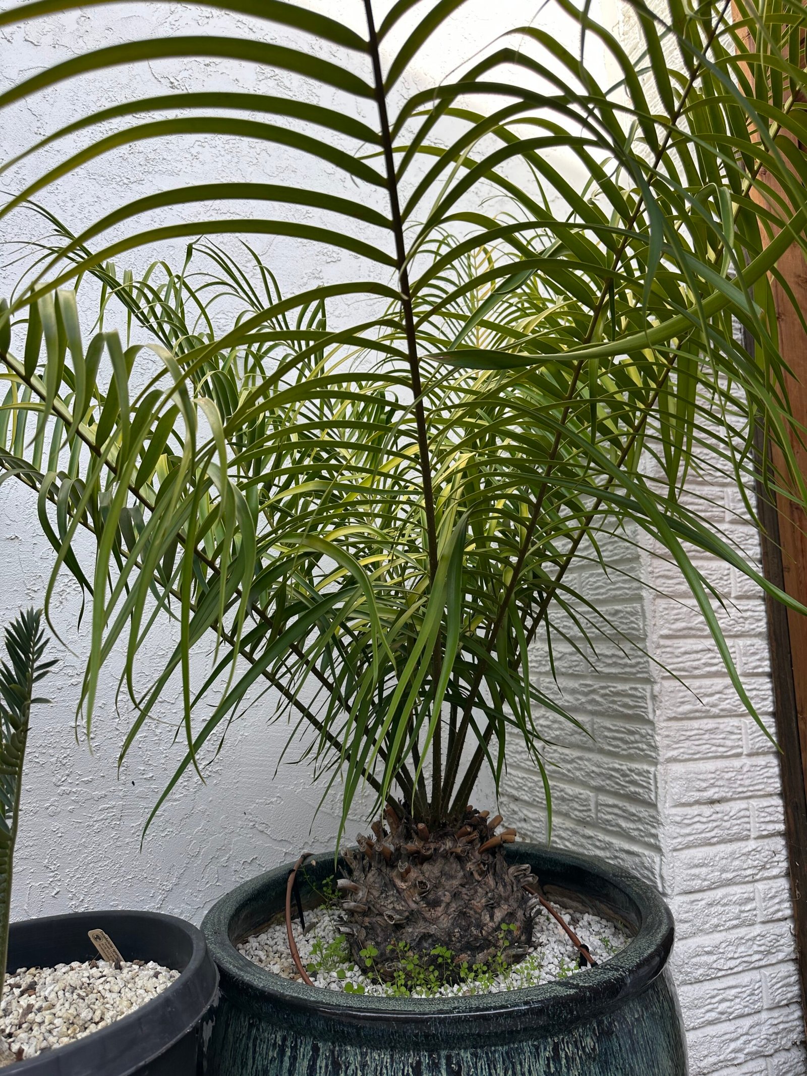 Ceratozamia fuscoviridis - LARGE SPECIMEN 10" caudex