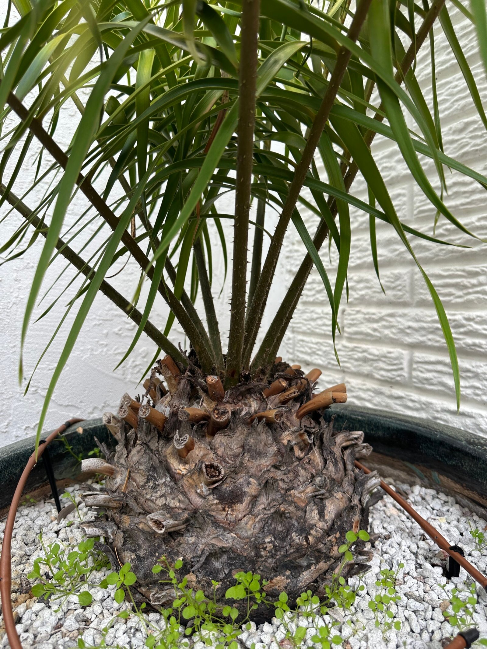 Ceratozamia fuscoviridis - LARGE SPECIMEN 10" caudex - Image 3