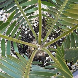 Encephalartos ngoyanus - Ngoye Dwarf Cycad - 3-4" caudex