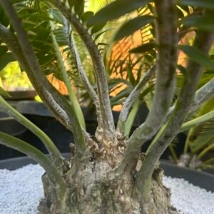 Encephalartos afer (formerly caffer) - Eastern Cape Dwarf Cycad - COLLECTORS SPECIMEN 5.5" Caudex