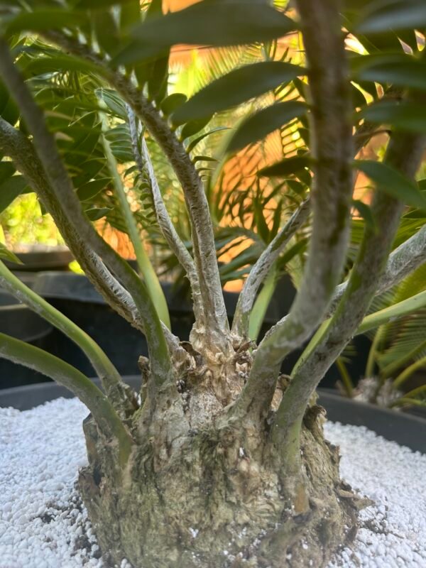 Encephalartos afer (formerly caffer) - Eastern Cape Dwarf Cycad - COLLECTORS SPECIMEN 5.5" Caudex