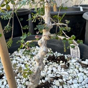 Operculicarya decaryi - 5 years old - Specimen Quality Stock (limited)