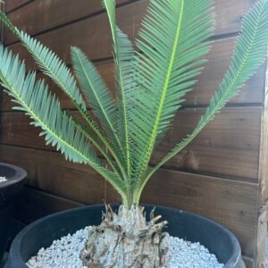 Dioon edule (Jacala Hidalgo) - Chestnut Dioon - 5"+ caudex