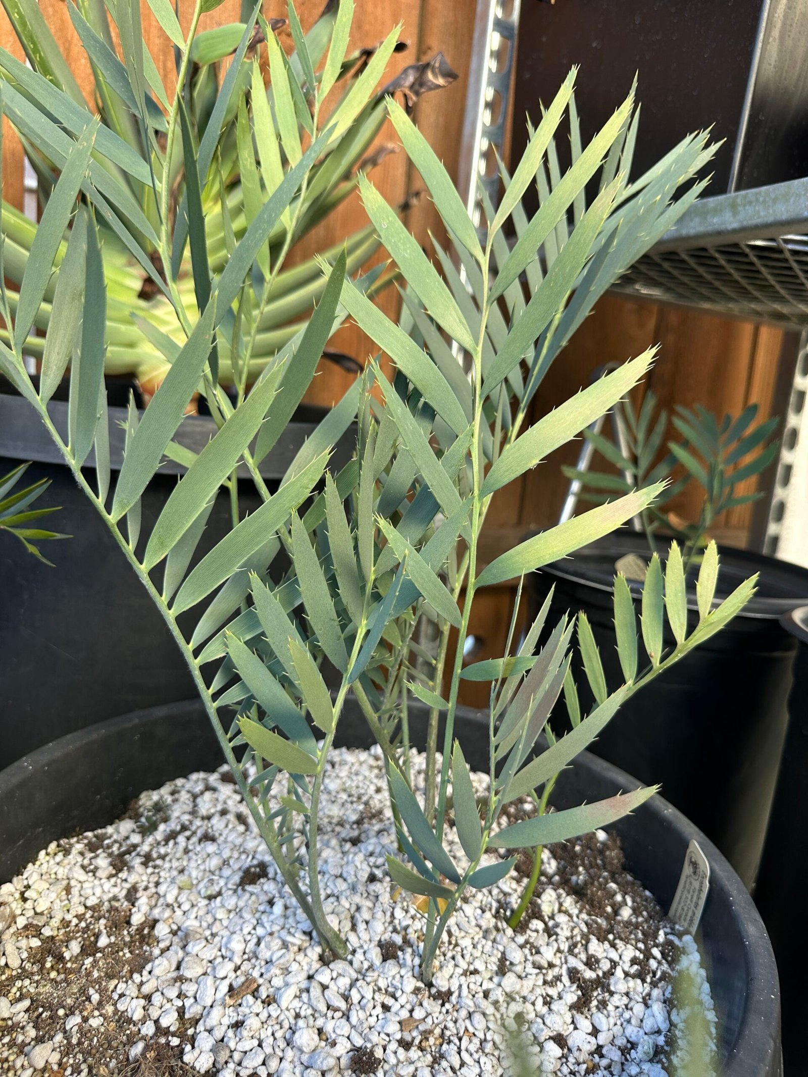 Encephalartos middelbergensis X dyerianus - Transvaal Hybrid Cycad - 2-3" caudex - Image 2