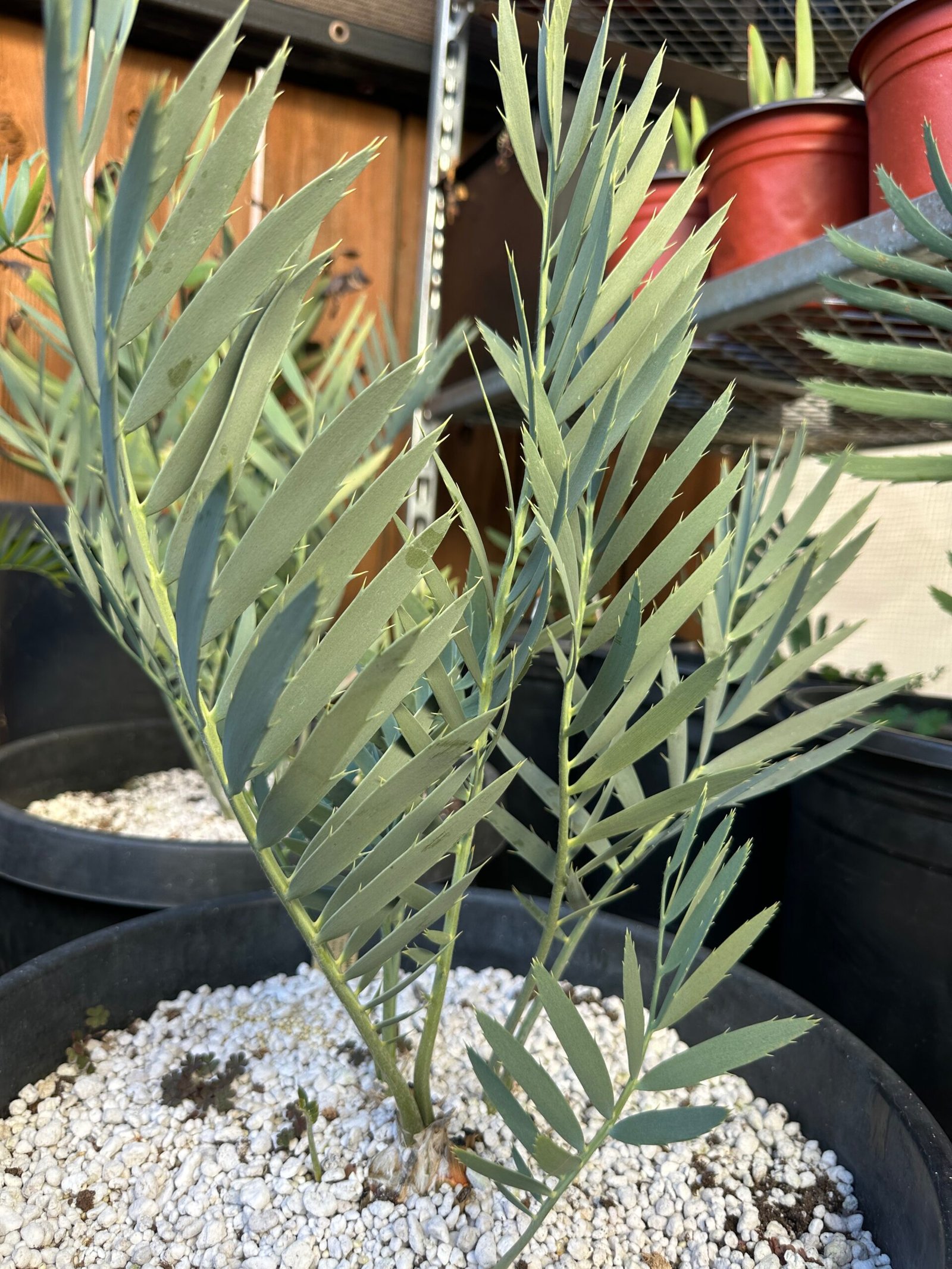 Encephalartos middelbergensis X dyerianus - Transvaal Hybrid Cycad - 2-3" caudex - Image 4