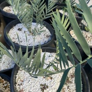 Encephalartos middelbergensis X dyerianus - Transvaal Hybrid Cycad - 2-3" caudex