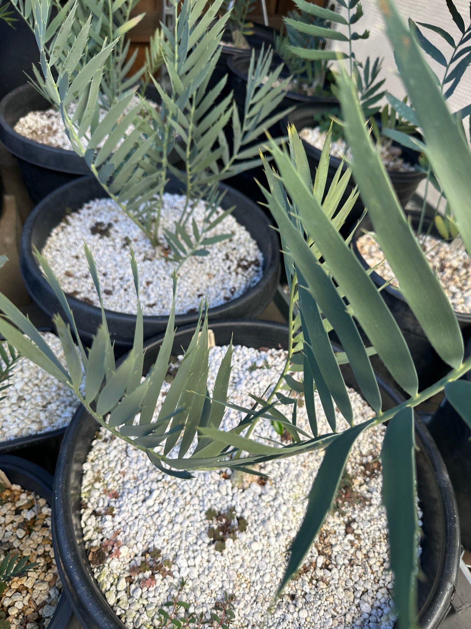 Encephalartos middelbergensis X dyerianus - Transvaal Hybrid Cycad - 2-3" caudex