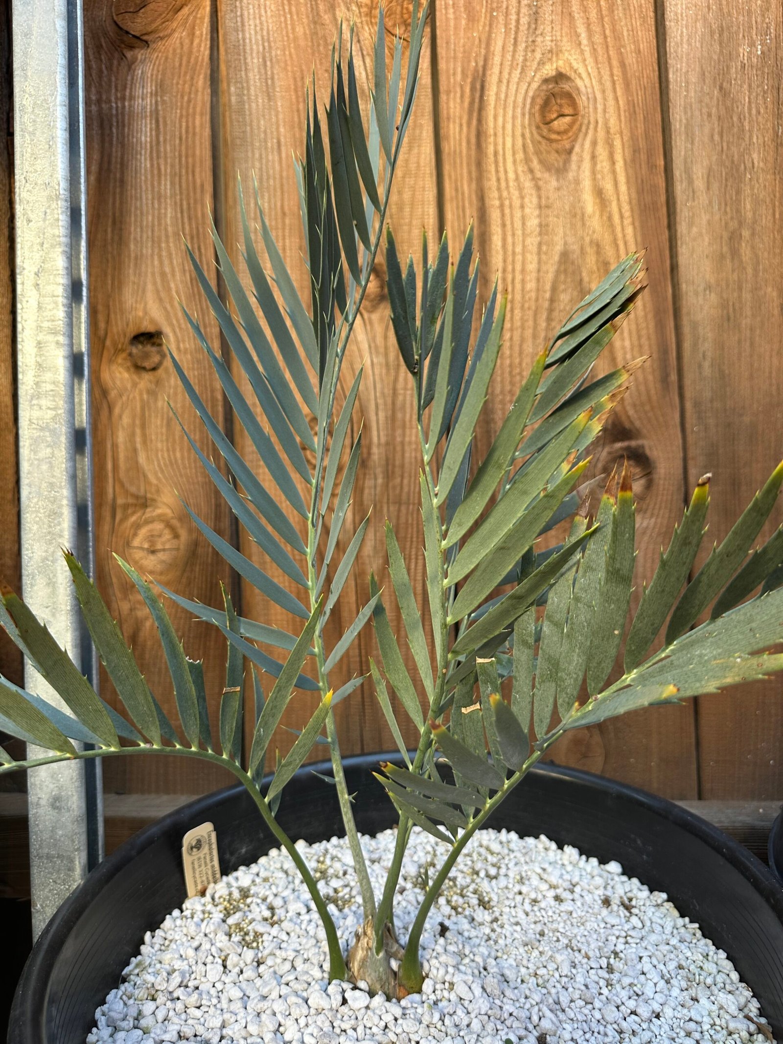 Encephalartos middelbergensis X dyerianus - Transvaal Hybrid Cycad - 2-3" caudex - Image 5