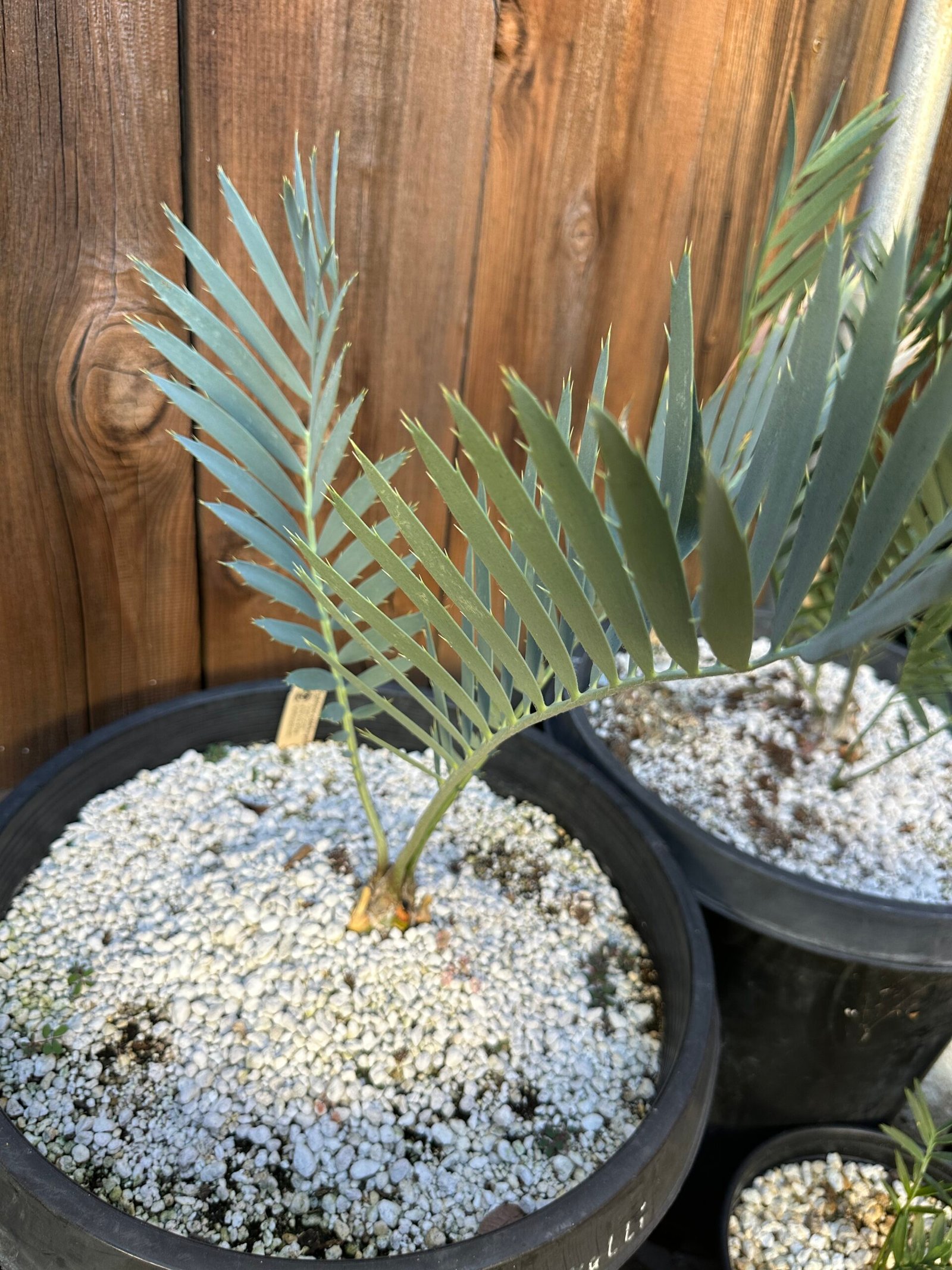Encephalartos middelbergensis X dyerianus - Transvaal Hybrid Cycad - 2-3" caudex - Image 6