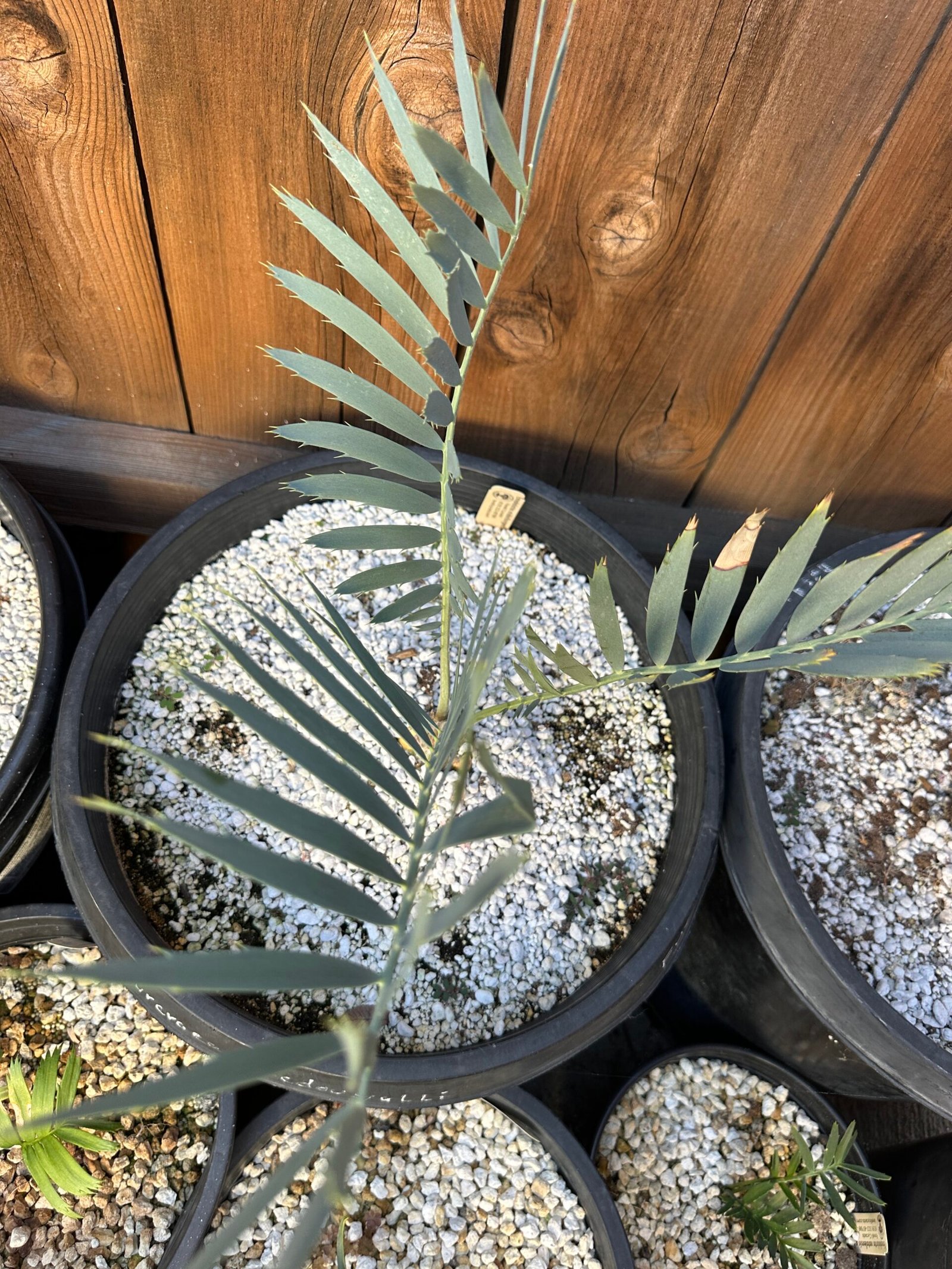 Encephalartos middelbergensis X dyerianus - Transvaal Hybrid Cycad - 2-3" caudex - Image 7