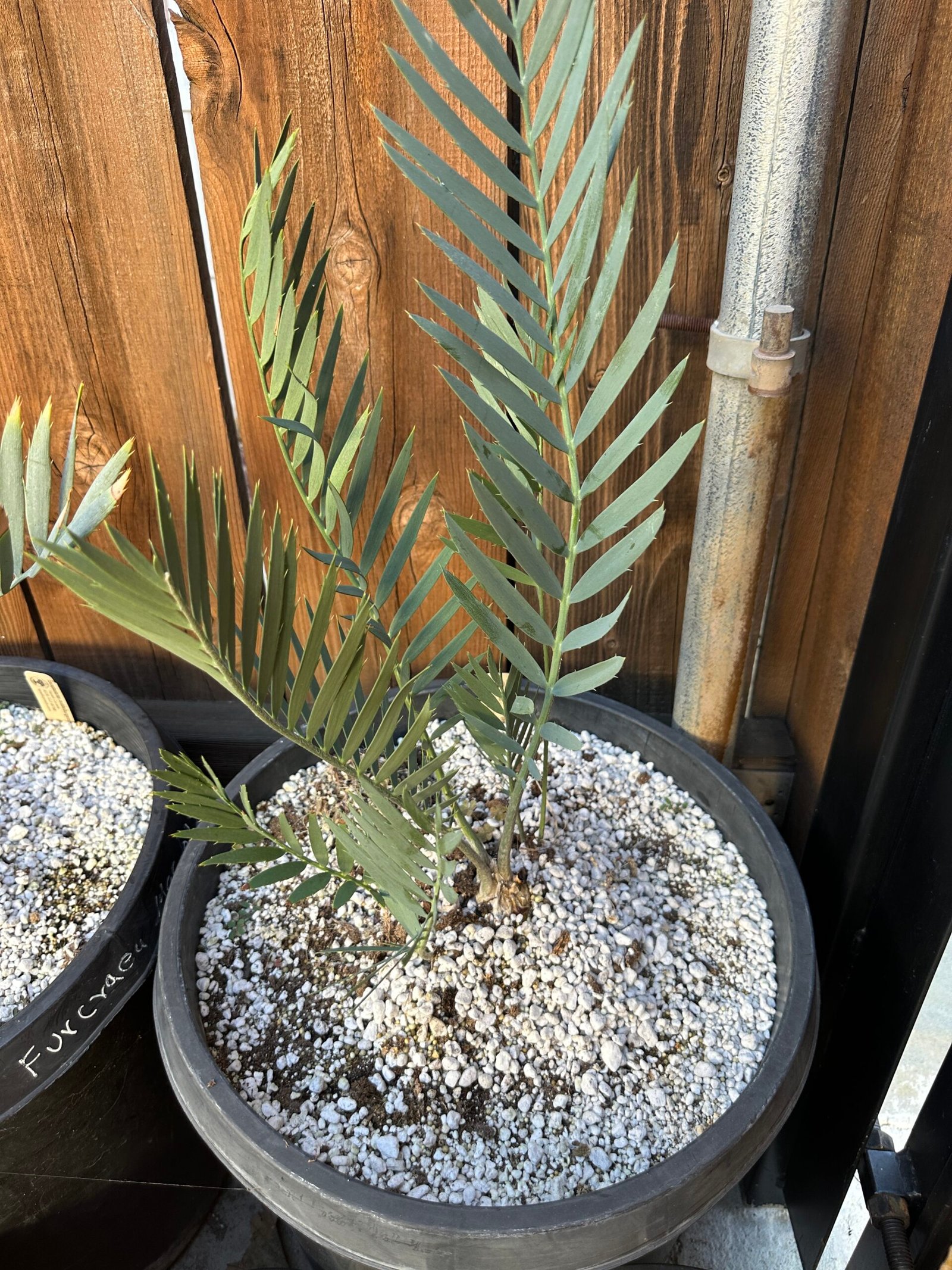 Encephalartos middelbergensis X dyerianus - Transvaal Hybrid Cycad - 2-3" caudex - Image 8