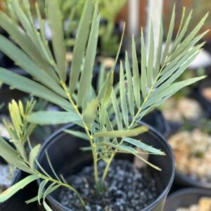 Encephalartos middelbergensis X dyerianus - Transvaal Hybrid Cycad - 1-2" caudex