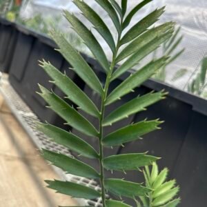 Encephalartos natalensis X horridus - horridus hybrid Cycad