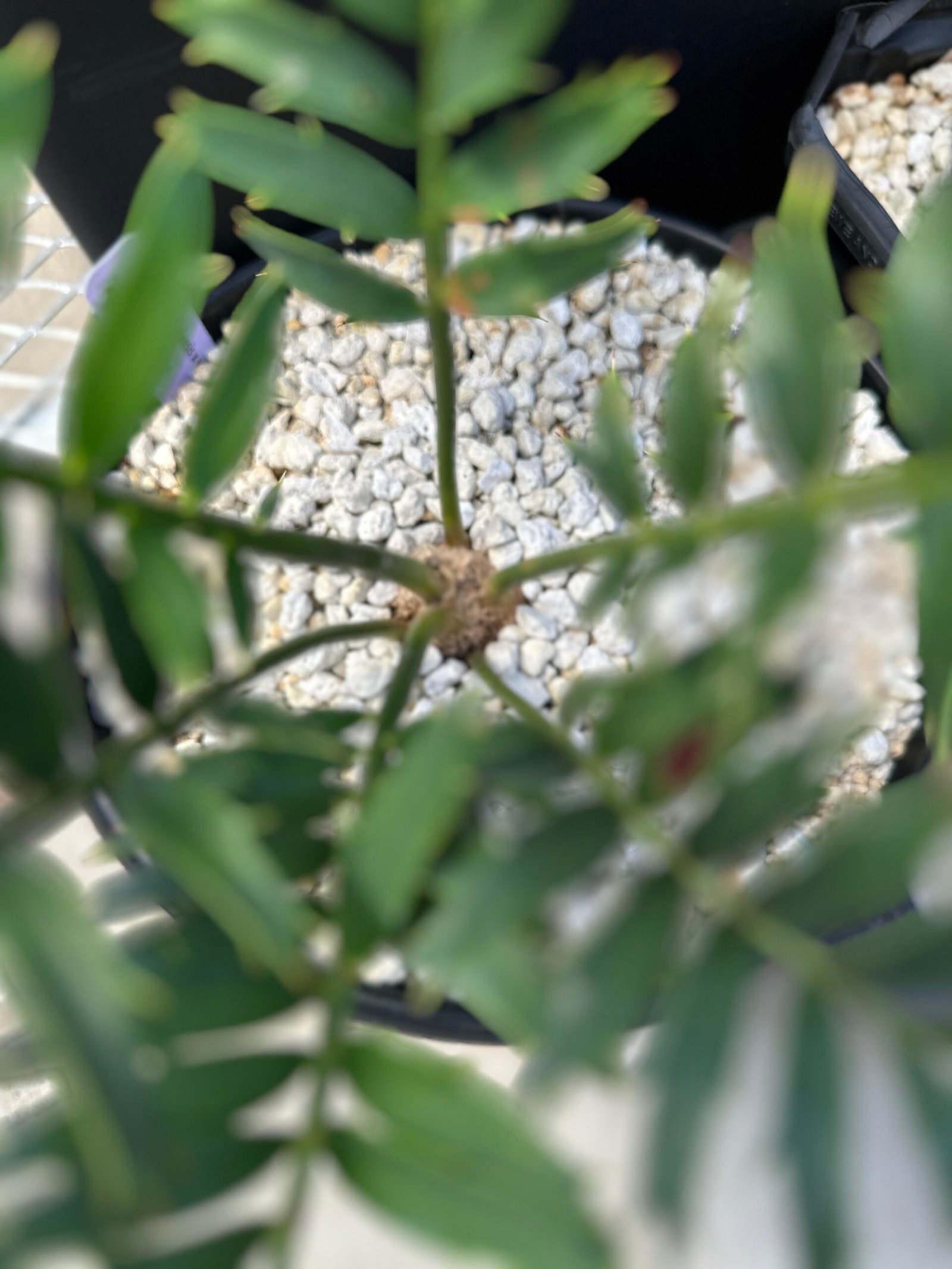 Encephalartos natalensis x woodii X horridus - woodii Hybrid Cycad - Image 8