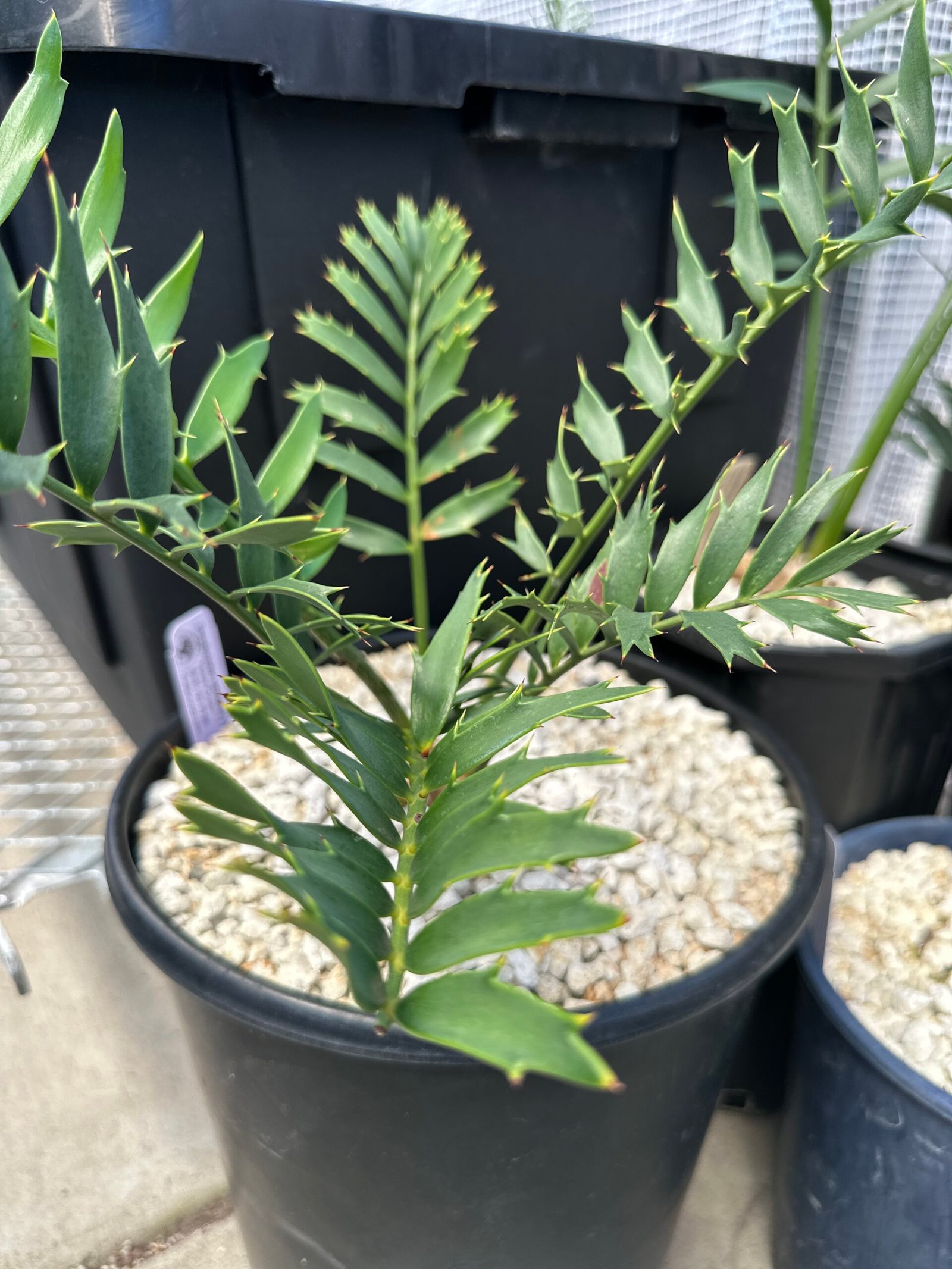 Encephalartos natalensis x woodii X horridus - woodii Hybrid Cycad - Image 7
