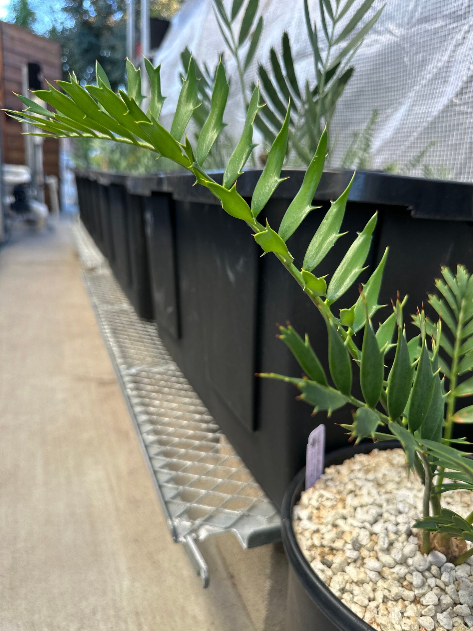 Encephalartos natalensis x woodii X horridus - woodii Hybrid Cycad - Image 6