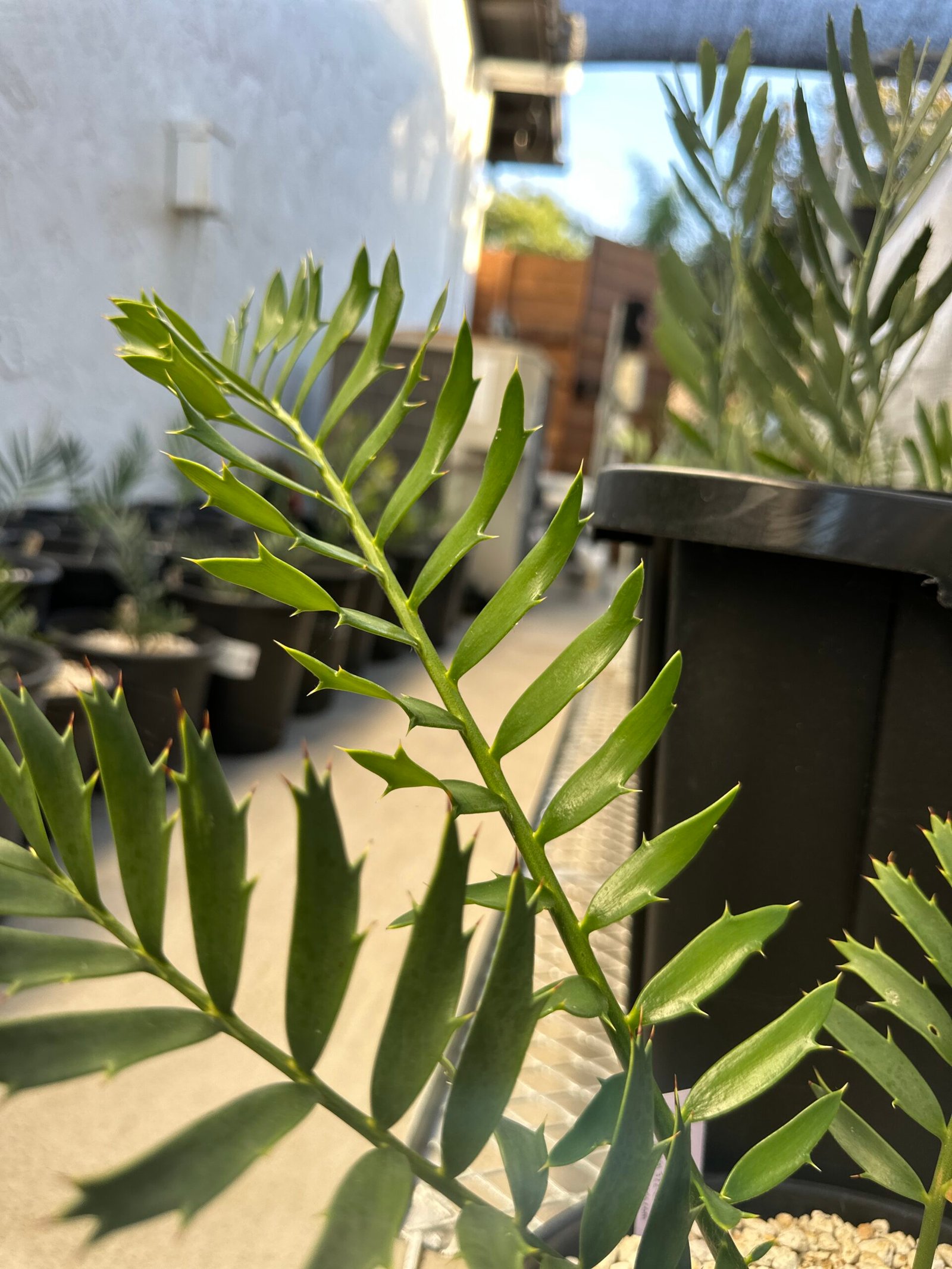 Encephalartos natalensis x woodii X horridus - woodii Hybrid Cycad - Image 5