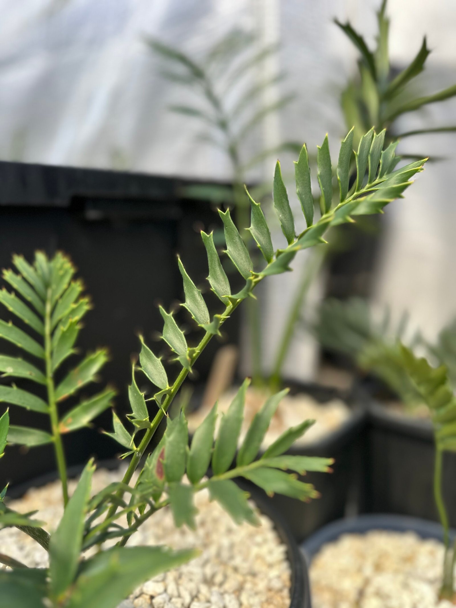 Encephalartos natalensis x woodii X horridus - woodii Hybrid Cycad - Image 4