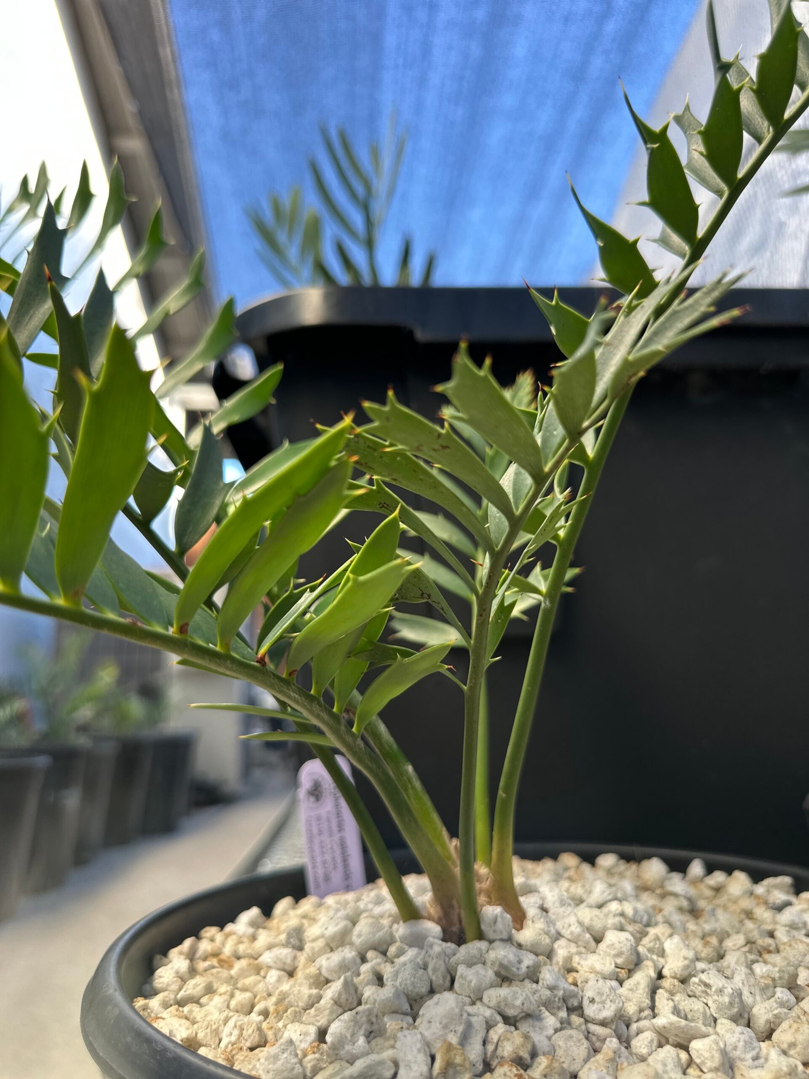 Encephalartos natalensis x woodii X horridus - woodii Hybrid Cycad - Image 3