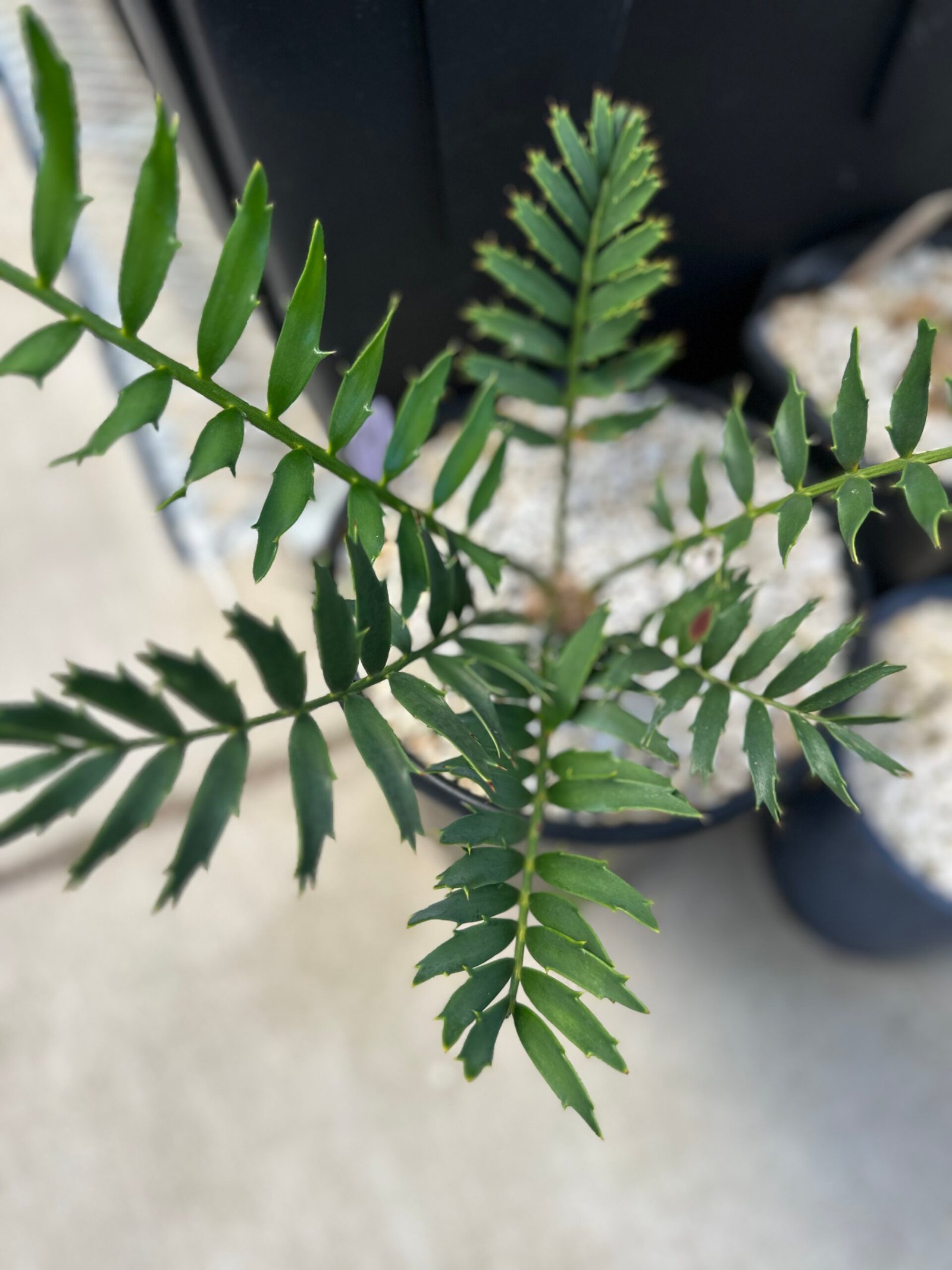 Encephalartos natalensis x woodii X horridus - woodii Hybrid Cycad