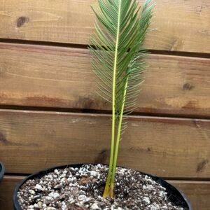 Encephalartos ghellinckii - Drakensberg Cycad - ULTRA RARE COLLECTORS SPECIMEN - Large Size