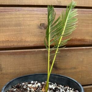 Encephalartos ghellinckii - Drakensberg Cycad - ULTRA RARE COLLECTORS SPECIMEN - Medium Size