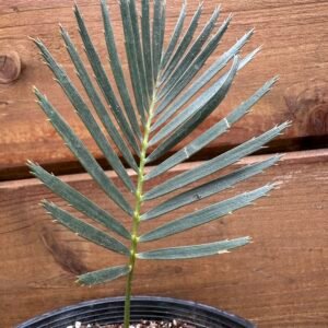 Encephalartos laevifolius - Kaapsehoop Cycad - ULTRA RARE COLLECTORS SPECIMEN