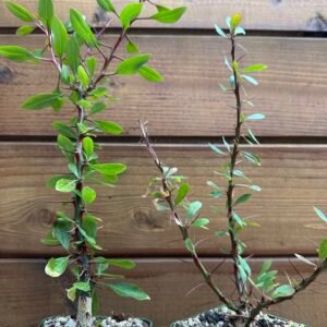 Fouquieria fasciculata - Rare Pachycaul Tree