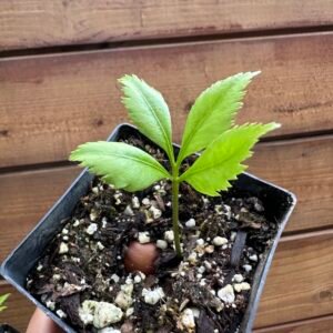 Stangeria eriopus - Rare Collectors Cycad