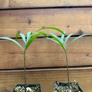 Cycas debaoensis - Rare Collectors Cycas