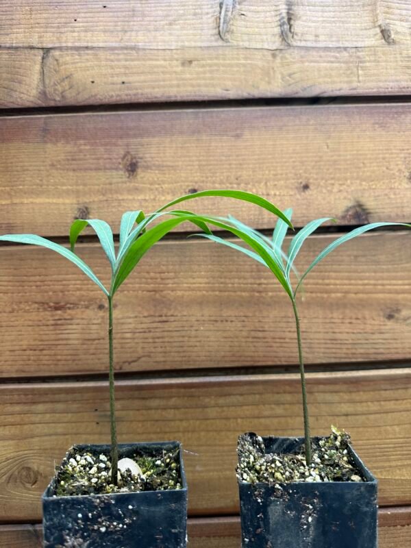 Cycas debaoensis - Rare Collectors Cycas