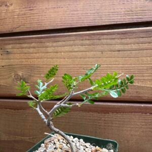 Operculicarya pachypus - Rare Madagascar Pachycaul Tree