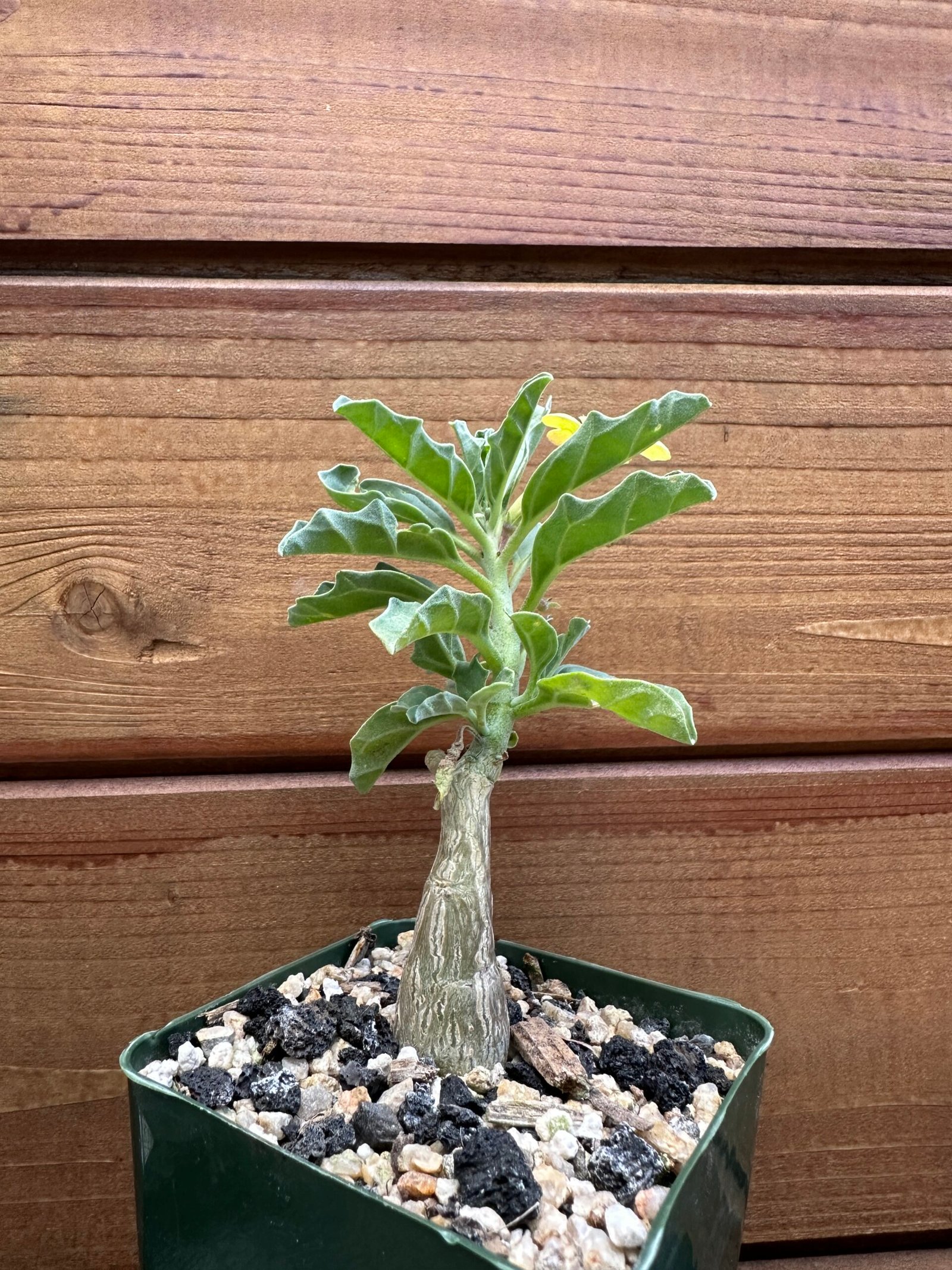 Pterodiscus makatiniensis - South African Caudiciform Succulent - Image 2