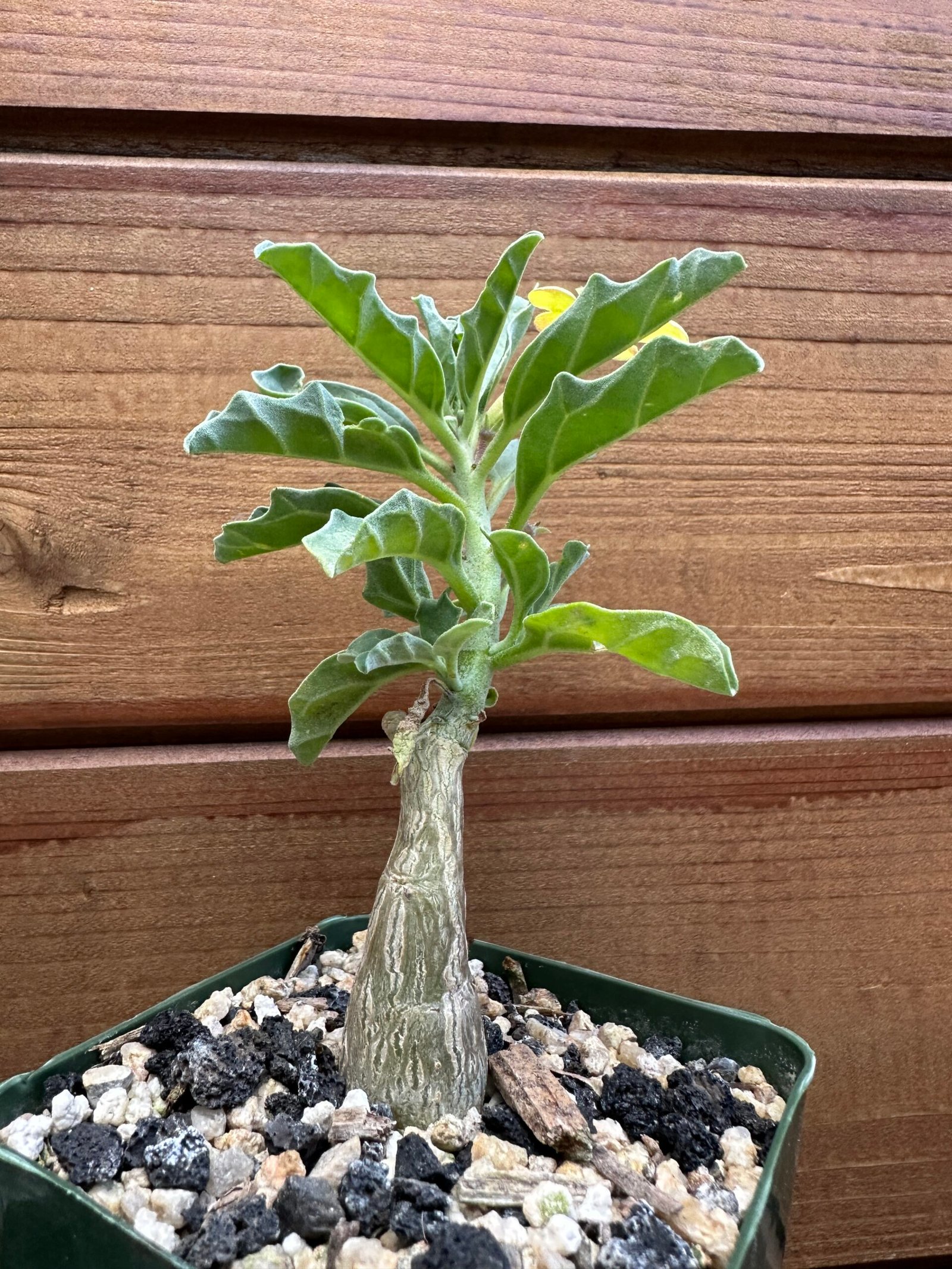 Pterodiscus makatiniensis - South African Caudiciform Succulent - Image 3