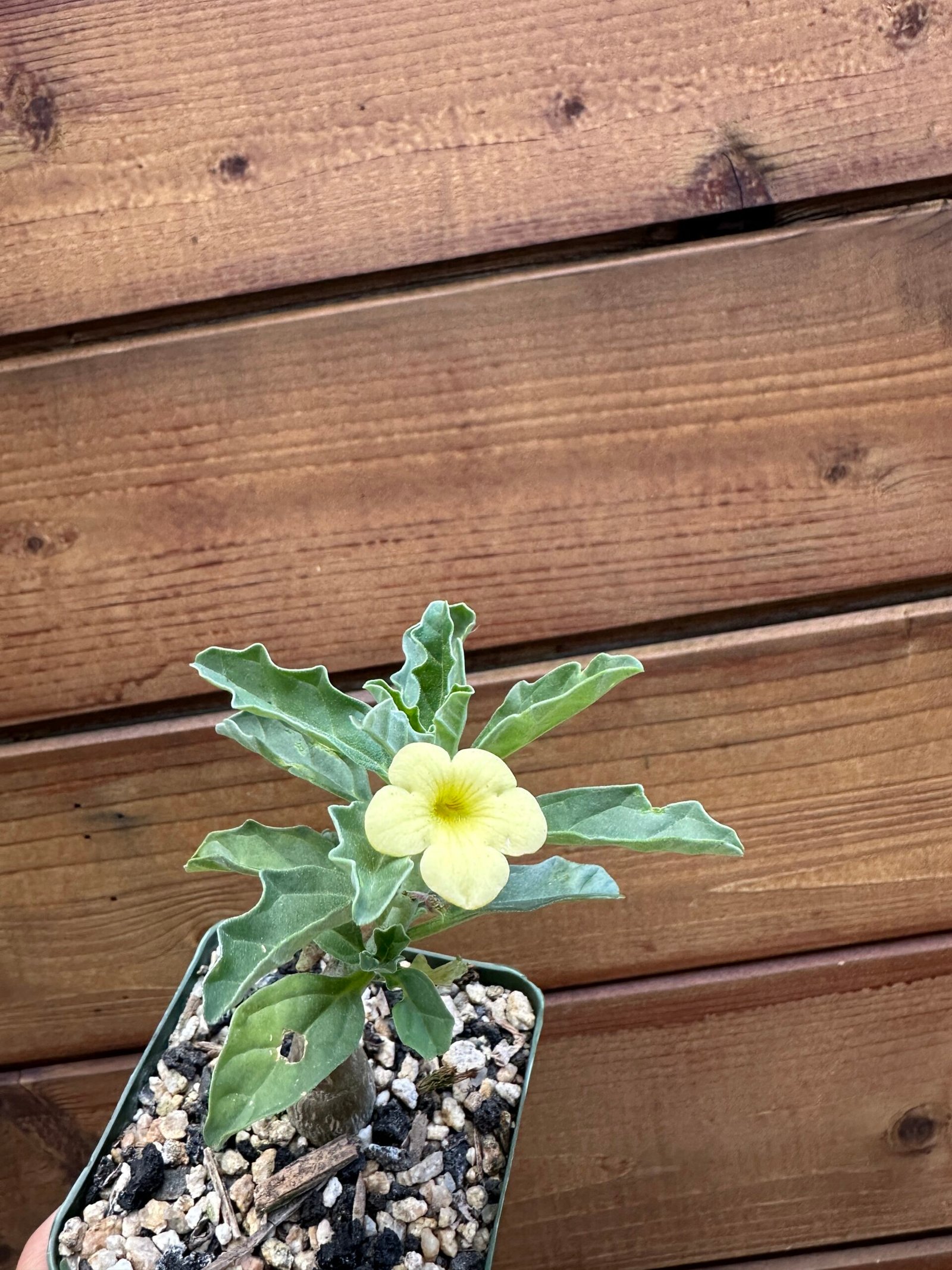 Pterodiscus makatiniensis - South African Caudiciform Succulent - Image 4