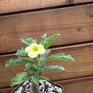 Pterodiscus makatiniensis - South African Caudiciform Succulent