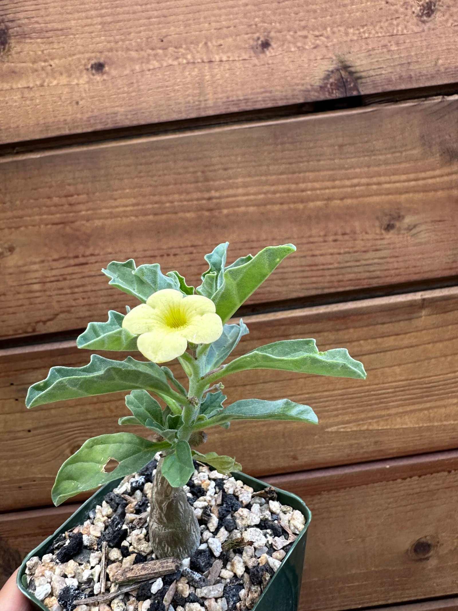 Pterodiscus makatiniensis - South African Caudiciform Succulent