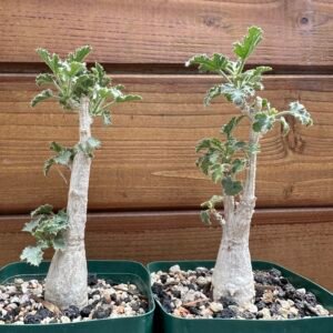 Dendrosicyos socotranus - Socotran Cucumber Tree