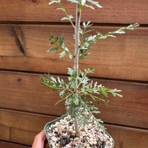 Bursera microphylla - Elephant Tree 'Torote'