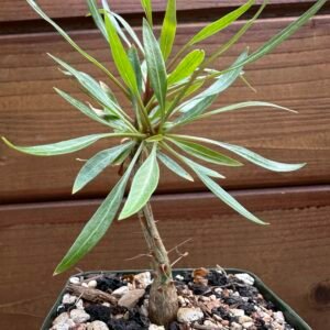 Fouquieria purpusii - Rare Pachycaul Tree